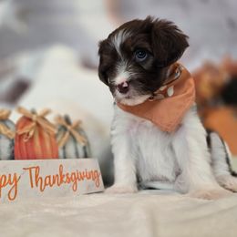 Marilyn - Brown female Double Doodle puppy in Prescott Valley, Arizona from Ramirez Family Doodles