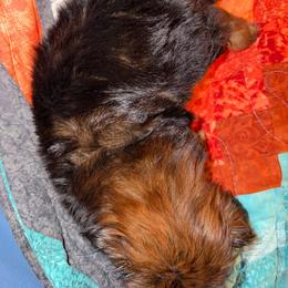 Garnet - Red female Shih Tzu puppy in Russellville, Kentucky from The Patriot Tzu