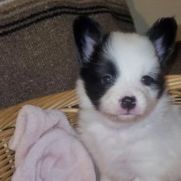 Boy 1 - White and black male Papillon puppy in Florida from Tammy's Papillon Playpen