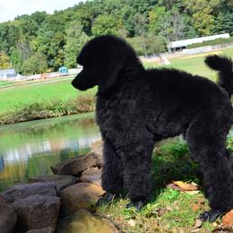 Poodle Puppies from D and D Standard Poodles