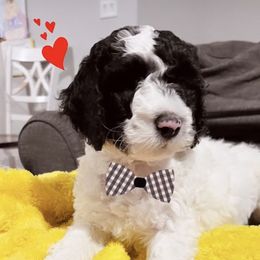 Sheepadoodle Puppies from Maplesierradoodles