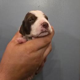 Grewn collar boy - White and liver male German Shorthaired Pointer puppy in New York from Bishop Kennels