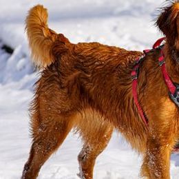 Golden Retrievers and Labrador Retrievers from James River Labrador Retrievers and Golden Retrievers