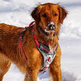 Golden Retrievers and Labrador Retrievers from James River Labrador Retrievers and Golden Retrievers