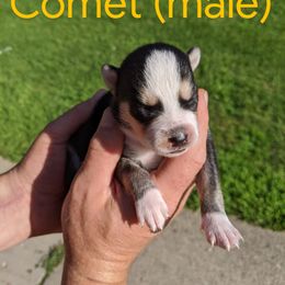 Pomsky Puppies from Paw-lenty of Pomskies