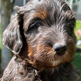 Alaska Girl - Merle female Bernedoodle puppy in Horseshoe Bend, Idaho from Over the Moon Poodles and Doodles