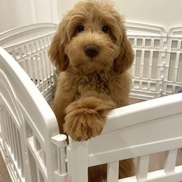 Clover (boy) Blue Collar - Apricot male Goldendoodle puppy in Corona, California from Fluffy Puppy Mini Doodles LLC
