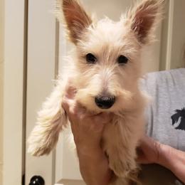 Wheaten male - Wheaten male Scottish Terrier puppy in Utah from TnT Scotties