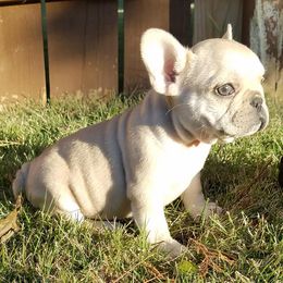 French Bulldogs from Massive Kennels