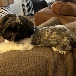 Shih Tzu Puppies from Lavender Lane Tzus
