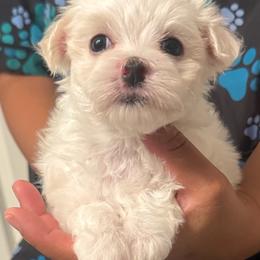 ACA Maltese (Arabia) - White female Maltese puppy in Florence, Arizona from Maltese Of Arizona