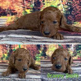 Granny Smith - Red  Poodle puppy in Swansboro, North Carolina from Monarch Standard Poodles
