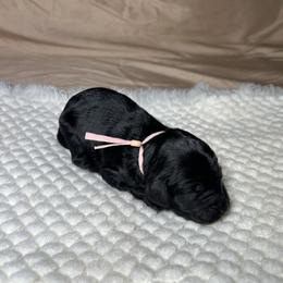 Vela - Black female Goldendoodle puppy in Palmetto Bay, Florida from SOMIDOODLES