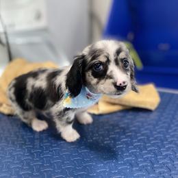 Oscar - Dapple male Dachshund puppy in Bellville, Ohio from JK Mini Doxies