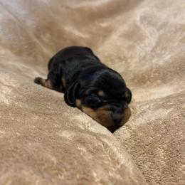 Akc boy 3 - Black and tan male Dachshund puppy in Yuma, Arizona from M's puppy love