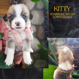 Kitty - Red female Pembroke Welsh Corgi puppy in Fortine, Montana from North Star Pembroke Welsh Corgi's