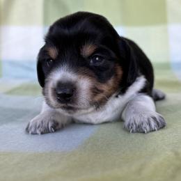 Licorice - Piebald male Dachshund puppy in Hawley, Texas from Little e Dachshunds