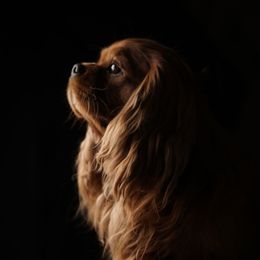 Tanner - Cavalier King Charles Spaniel