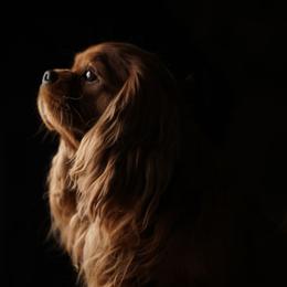 Tanner - Cavalier King Charles Spaniel