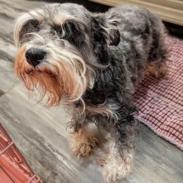 Selene The Moon Goddess - Black and silver female Miniature Schnauzer puppy in Cumming, Georgia from Bella Pups LLC