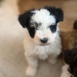 Bruno - Parti male Miniature Schnauzer puppy in Orange City, Florida from Xaysha’s Miniature Schnauzers