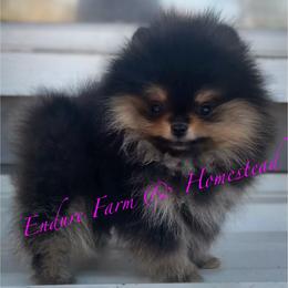 Pomeranian Puppies from Endure Farm & Homestead
