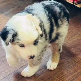 Splishy Girl - Blue merle female Miniature American Shepherd puppy in Jonesborough, Tennessee from Bouchard’s Best Shepherds