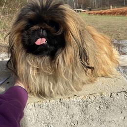Malcolm - Pekingese