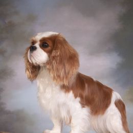 Cavalier King Charles Spaniels from Beariver Cavaliers