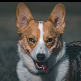 American Corgi and Pembroke Welsh Corgi All Grown Up from Vacaloca Corgis