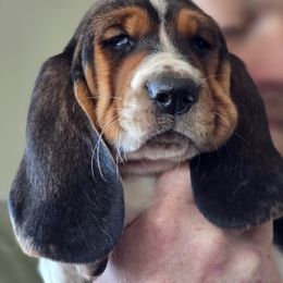 Basset Hound Puppies from Montana Bassets