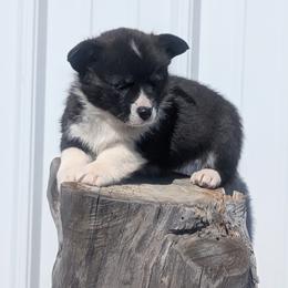 Giblet - Brindle and white male Cardigan Welsh Corgi puppy in Hotchkiss, Colorado from Bell S Ranch