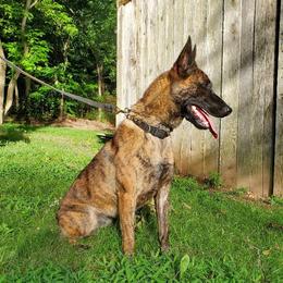 Jodi - Dutch Shepherd