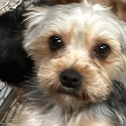Gizmo - Yorkshire Terrier