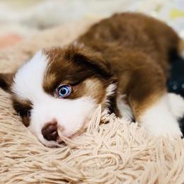 Miniature Australian Shepherds from Caldwell Aussies