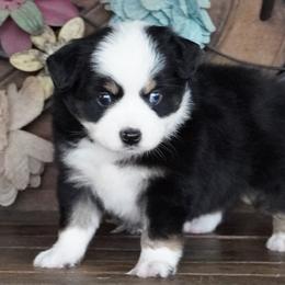 Caddy BTF 1 Blue Eye - Black tri female Miniature Australian Shepherd puppy in Lawton, Oklahoma from Lindsey’s Aussies