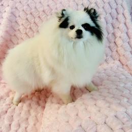 Juliet - Pomeranian