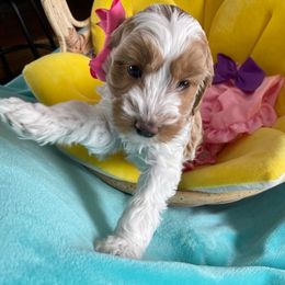 Australian Labradoodle Puppies from GorgeousDoodles