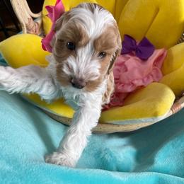 Australian Labradoodle Puppies from GorgeousDoodles