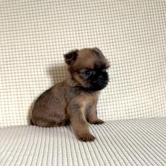 Brussels Griffon Puppies from Butler Brussels Griffon