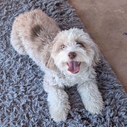 Honey - Red merle female Aussiedoodle puppy in Tucson, Arizona from Ever After Doodles Arizona
