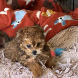 Boy 1 - Brown male Shihpoo puppy in Cedar Springs, Michigan from Pridespoodles