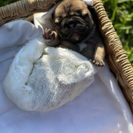 French Bulldog Puppies from 3D Frenchies LLC