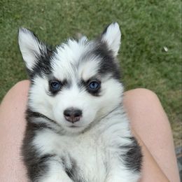 Daisy - Black and white female Pomsky puppy in Midlothian, Texas from Pomsky Life ETC