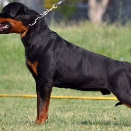 Belgian Malinois, Dutch Shepherd, and Rottweiler All Grown Up from Louisov Kennel