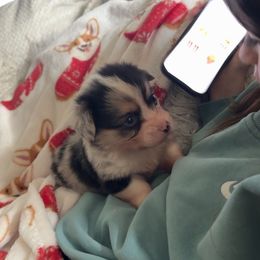 Boy 1 - Blue male Pembroke Welsh Corgi puppy in Beggs, Oklahoma from Blue Diamond Corgi’s