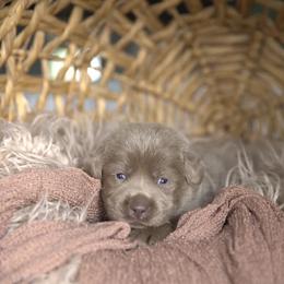 Mr. Black - Chocolate male Labrador Retriever puppy in Morrill, Kansas from Grimm Girls Farm