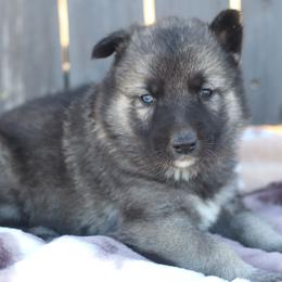 Ghost - Agouti and white male Gerberian Shepsky puppy in Gorman, Texas from Bransford Paw Pack/Timber Huskies