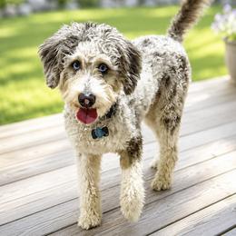Teddy - Bernedoodle
