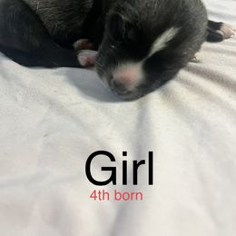 Siberian Husky Puppies from Howlin’ Husky Farms